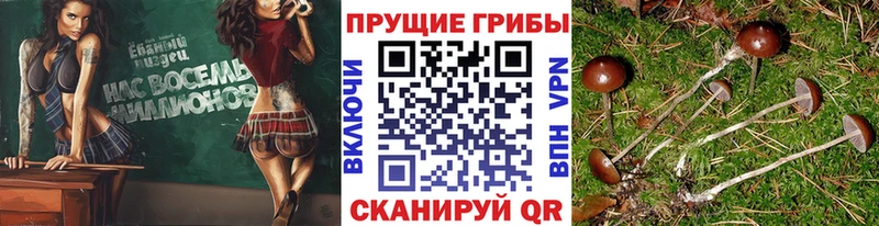 Псилоцибиновые грибы Psilocybine cubensis Домодедово